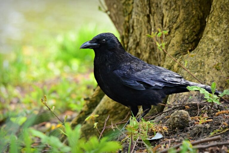 A Black Crow
