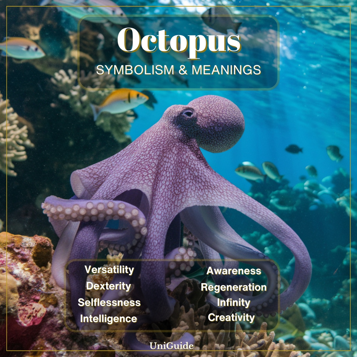 Octopus Symbolism