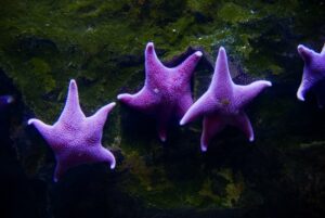Purple Sea Stars