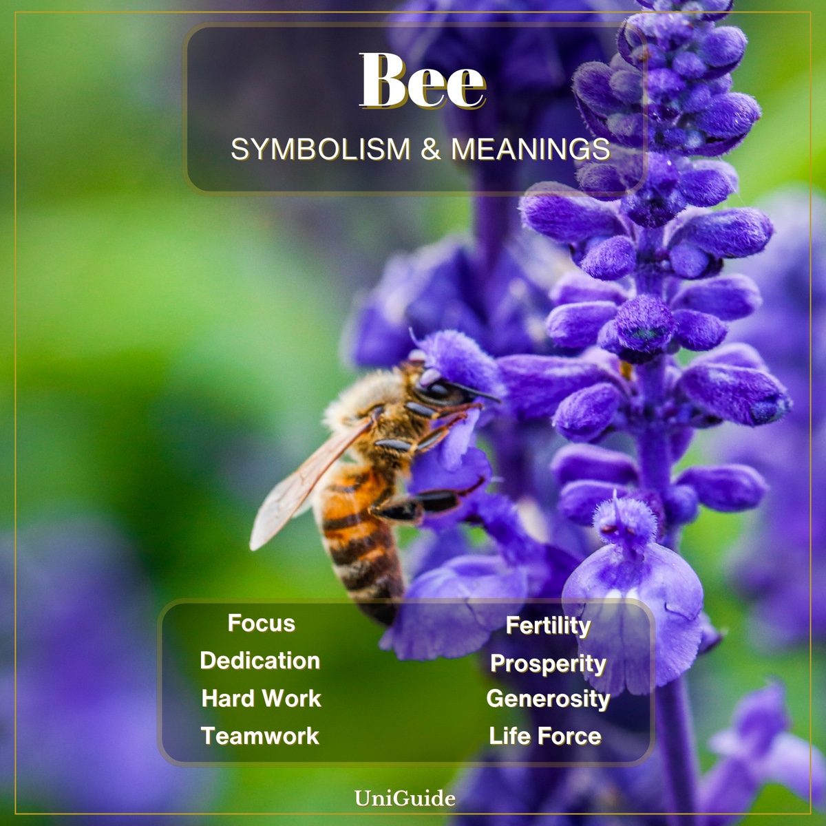 Bee Symbolism and Meanings
