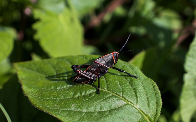Black Grasshopper