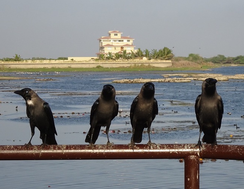 Four Crows on a Fence