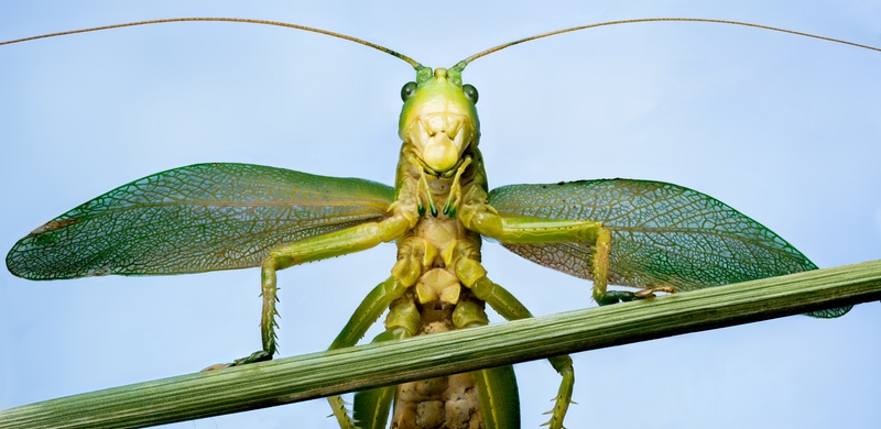 Grasshopper Looking at You