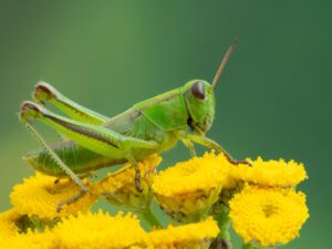 Grasshopper on Marigolds