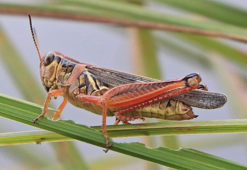 Red-legged Grasshopper