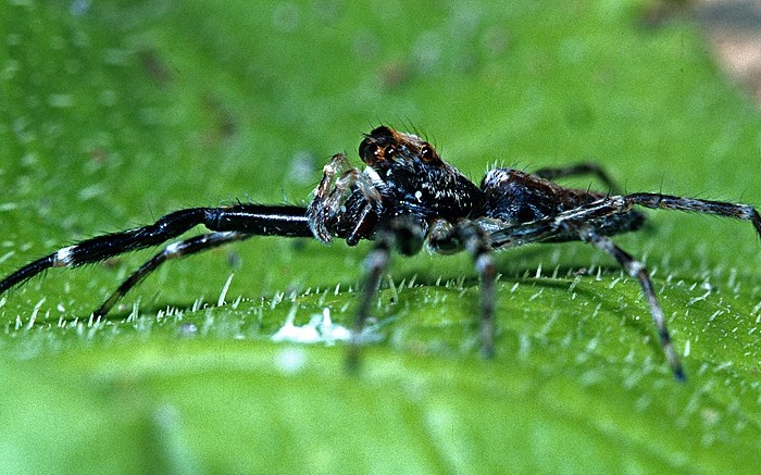 Black Spider
