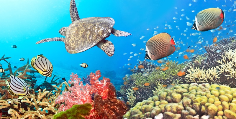 Coral Reef Ecosystem