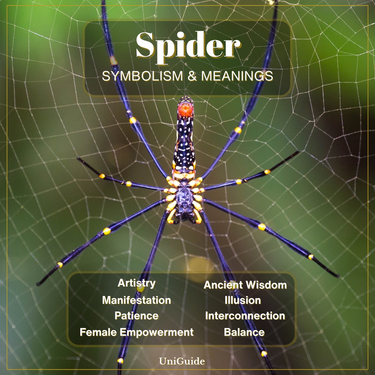 Spider Symbolism