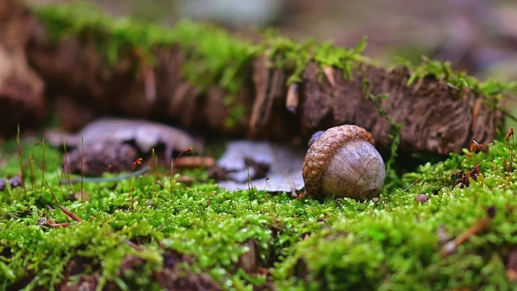 Single Acorn in Moss