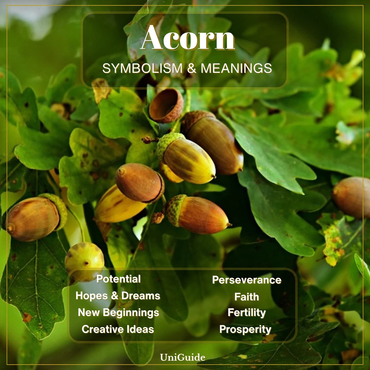 Acorn Symbolism