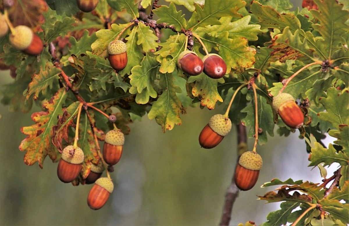 Acorns on Branches