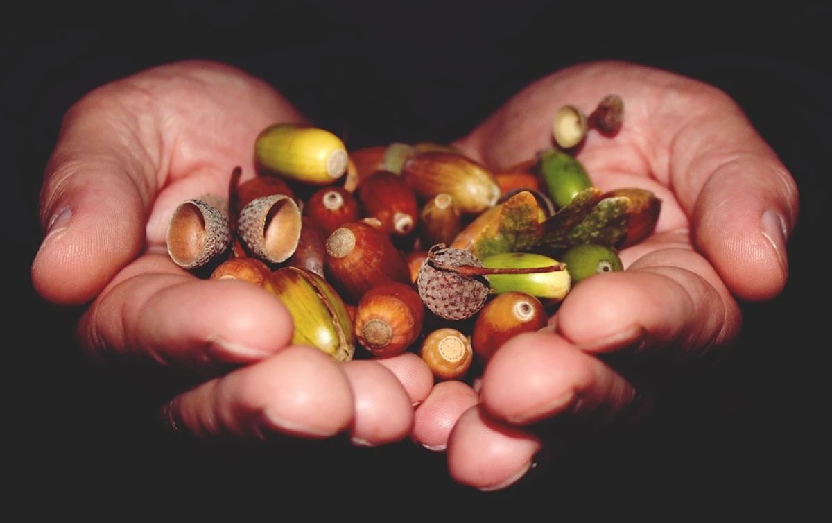 Hands Full of Acorns