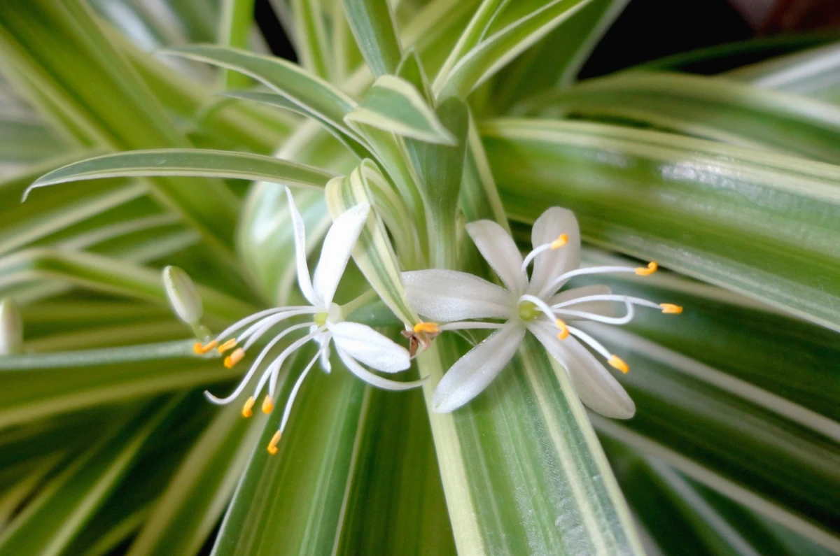 Spider Plant