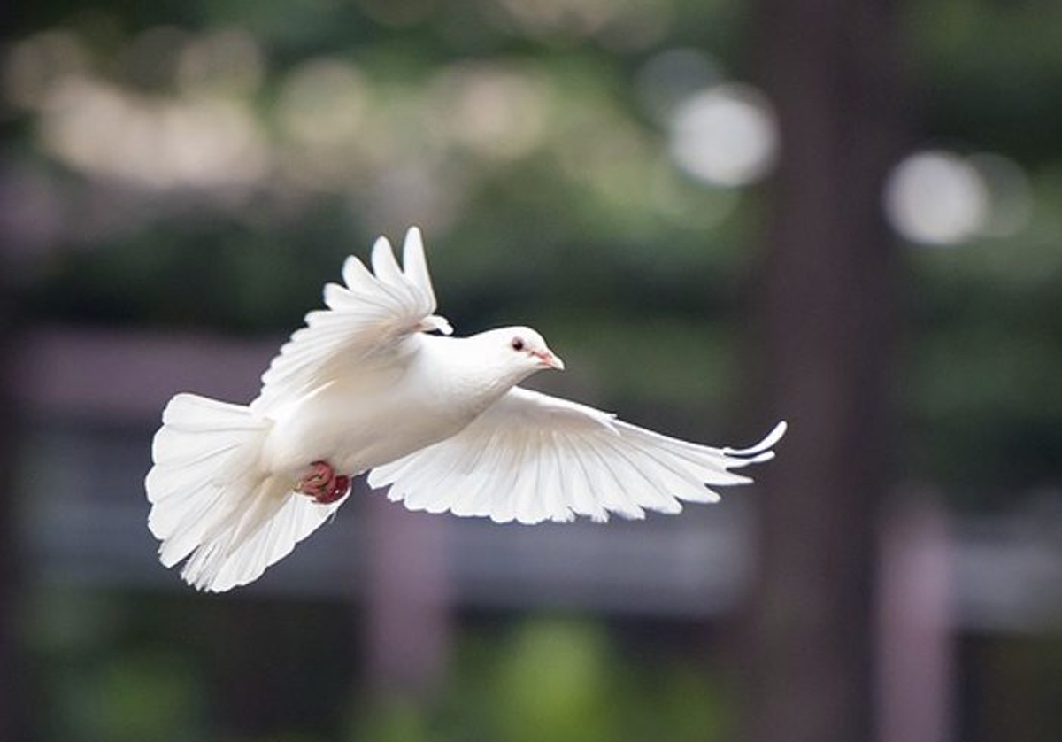 Dove Flying