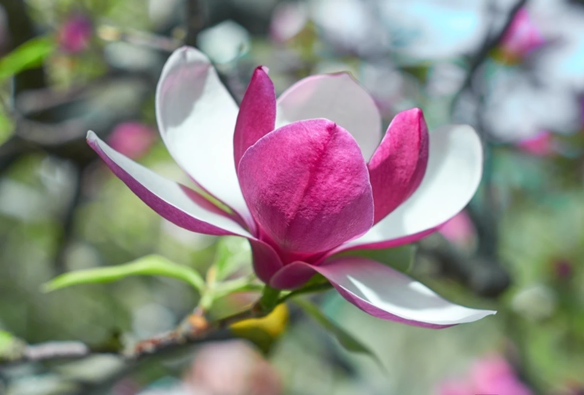 Magnolia Flower