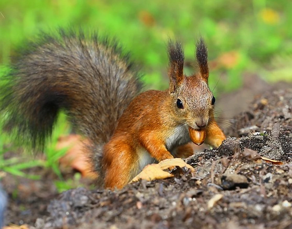Squirrel with an Acorn