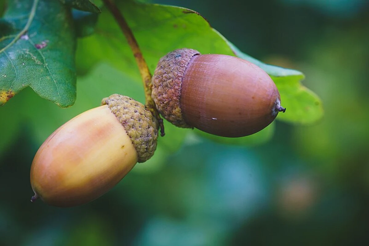 Two Acorns