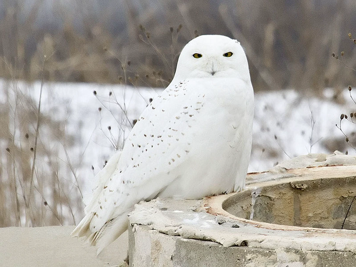 Snowy Owl