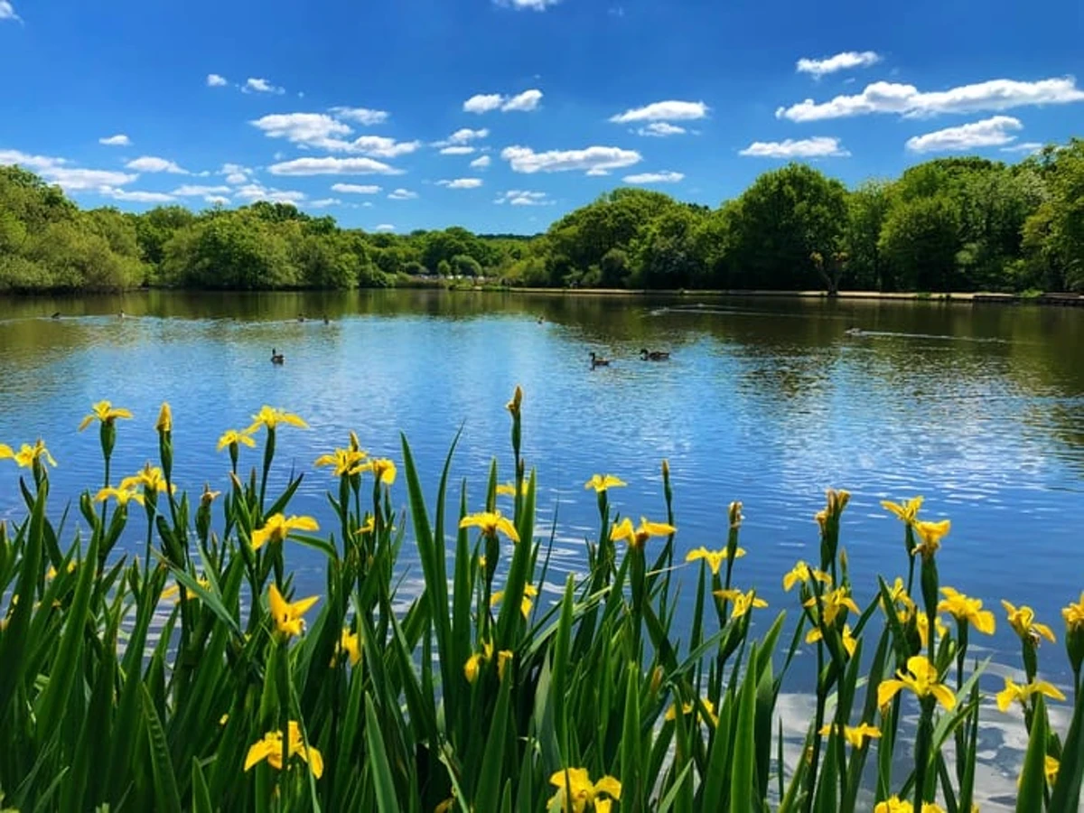 Iris Flowers by a Lake