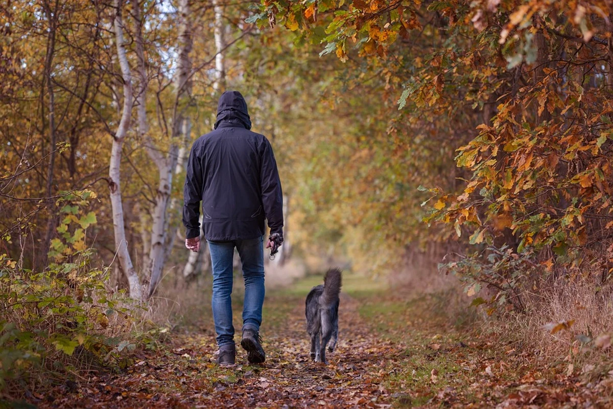 Autumn Walk with Dog