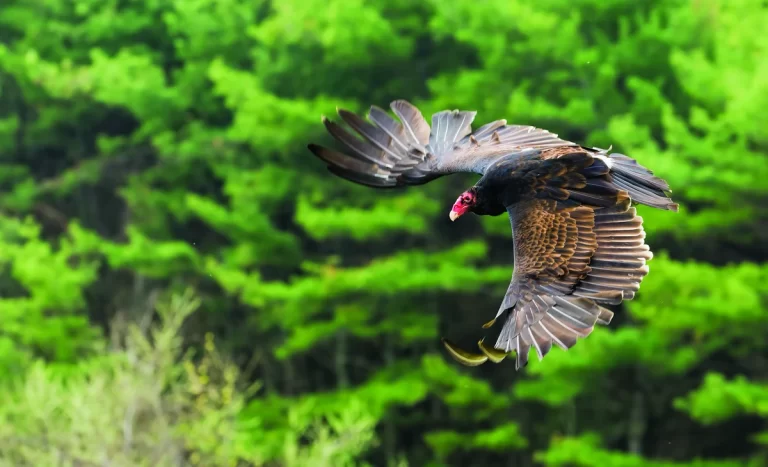 Vulture in Flight