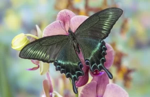 Alpine Black Swallowtail Butterfly Photo Print