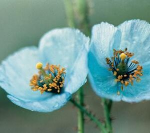 Himalayan Blue Poppies Photo Print