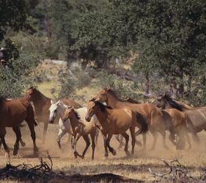 Horses Running Art Print