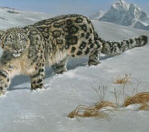 Snow Leopard in Snow Giclee Art Print