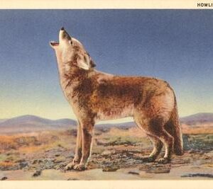 Howling Coyote Art Print