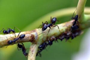 Group of Ants on Branch