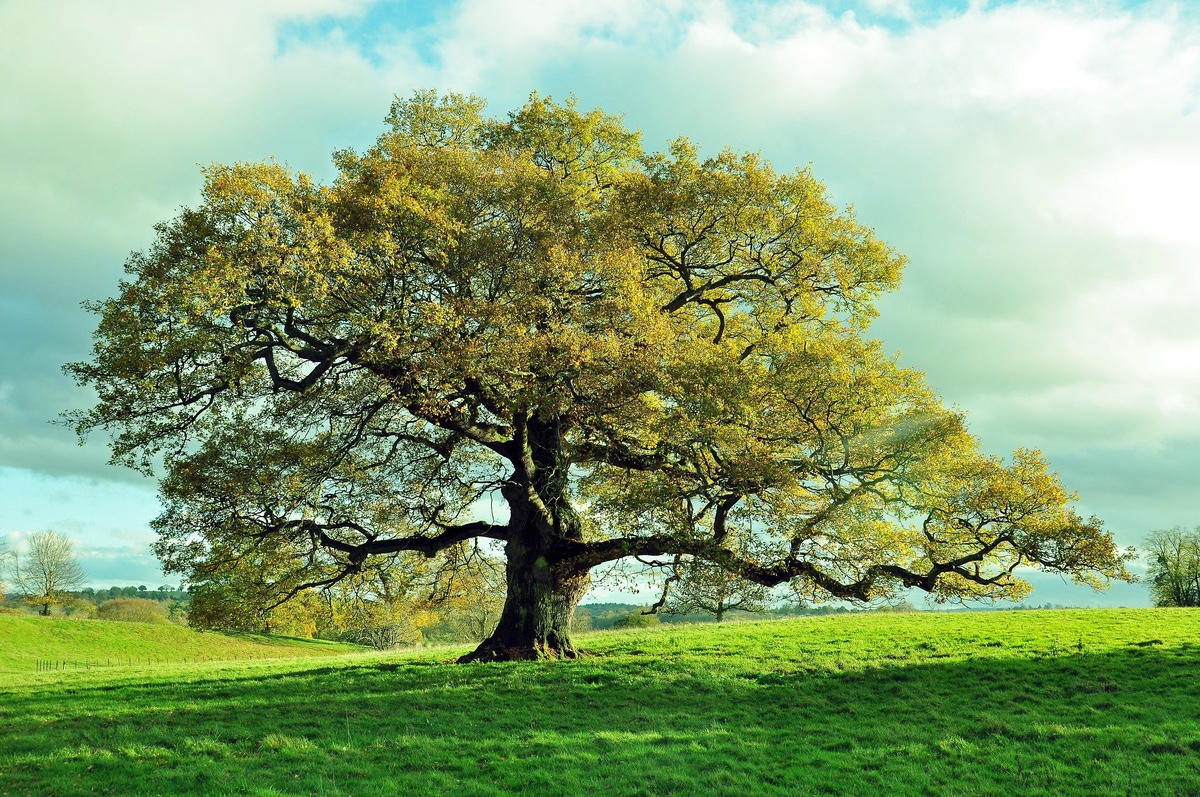 Beautiful Oak Tree in a Field