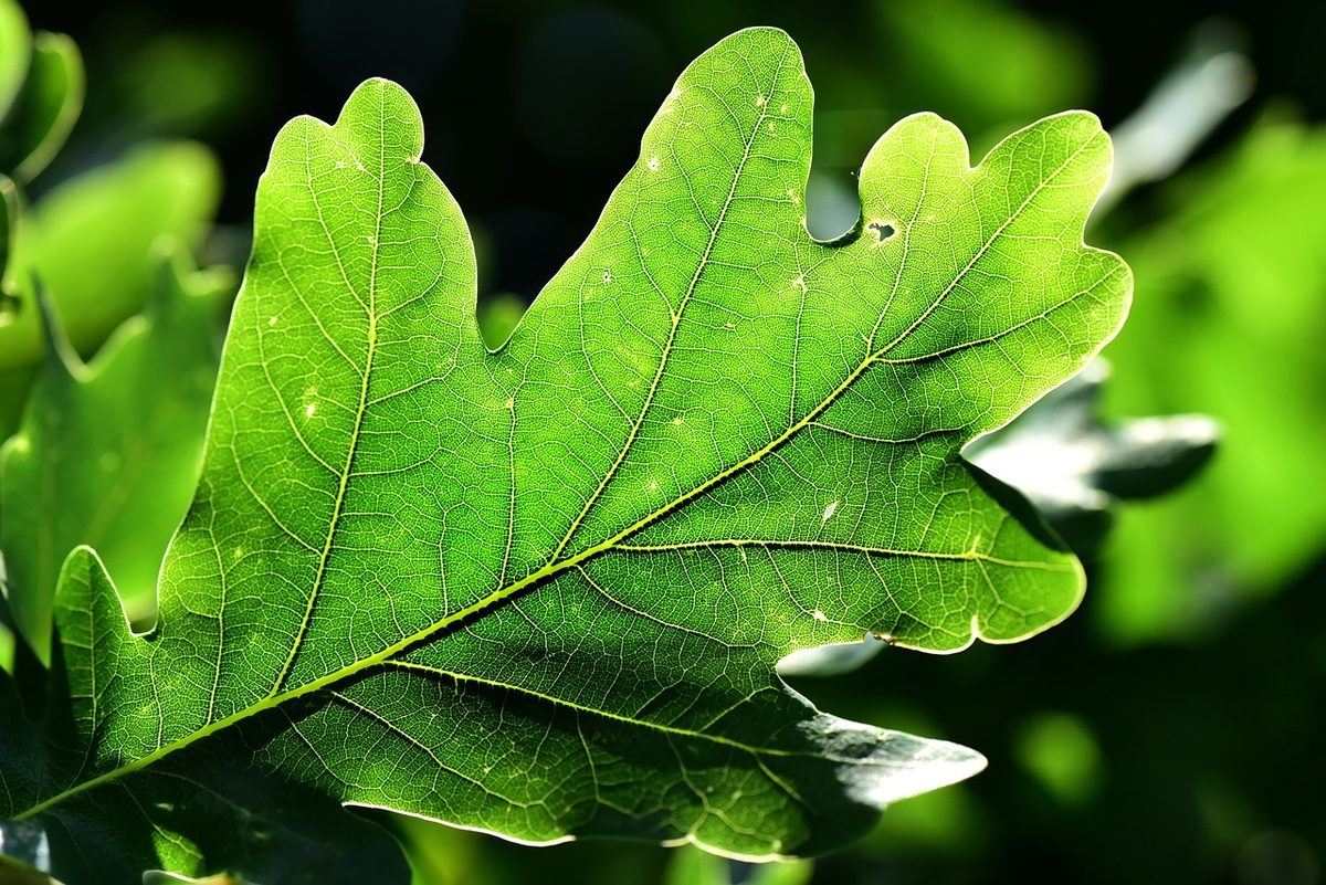 Oak Leaf