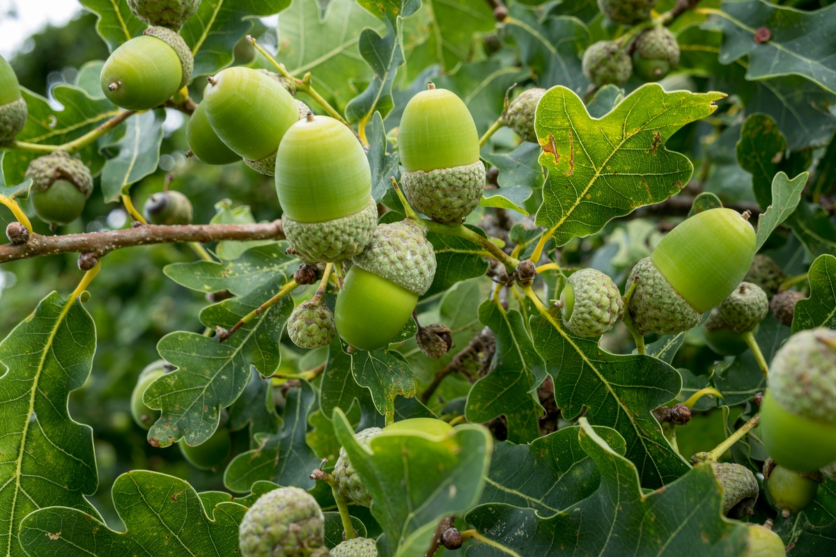 Acorns