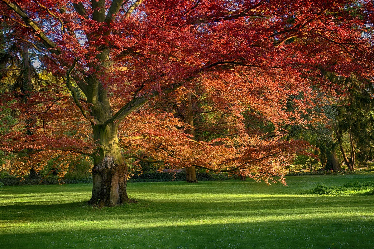 Oak Tree in Autumn