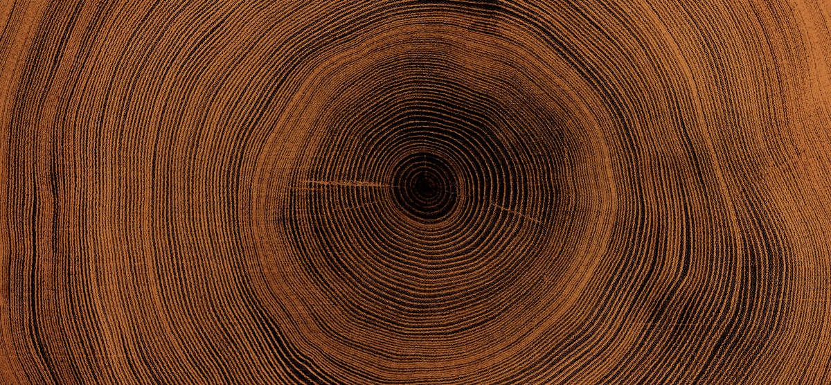 Oak Tree Rings