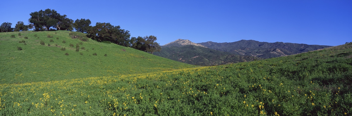 Oak Tree Conservation
