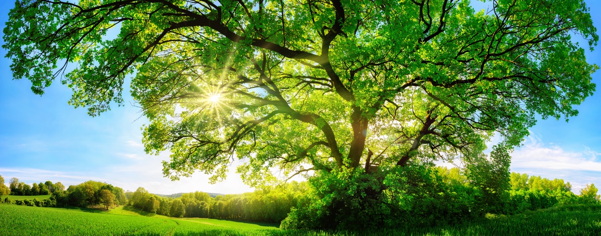 Oak Tree and Sun's Rays