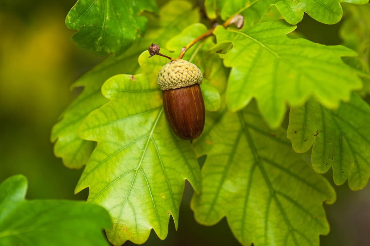 Acorn and Oak Leaf