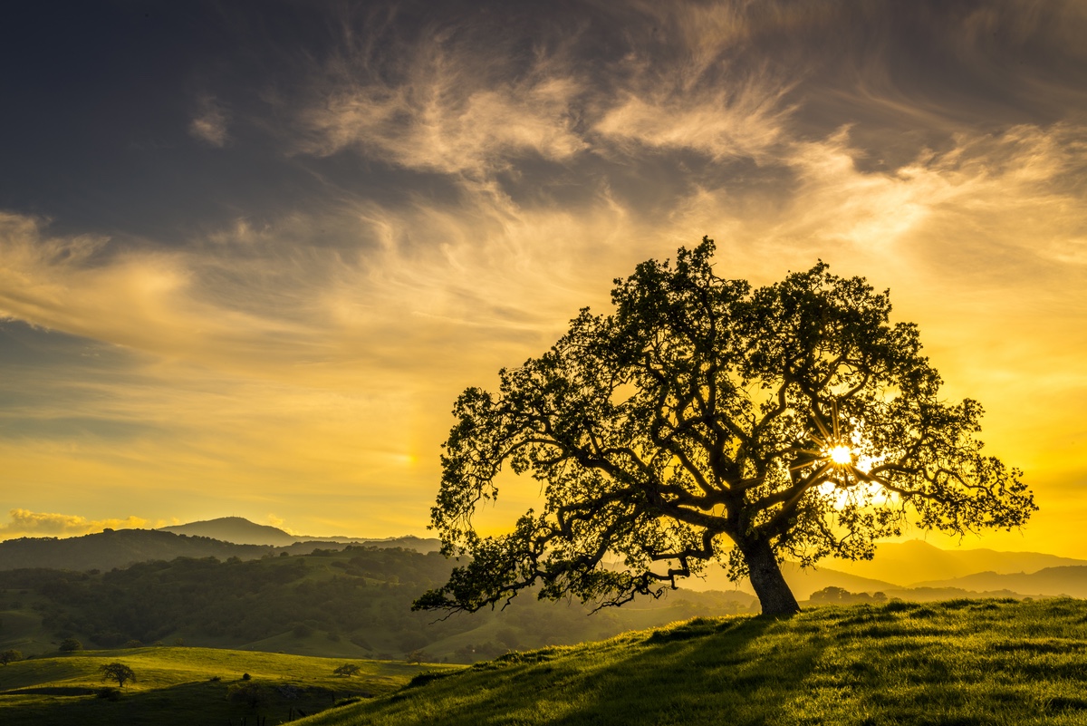 Lone Oak Tree at Sunset