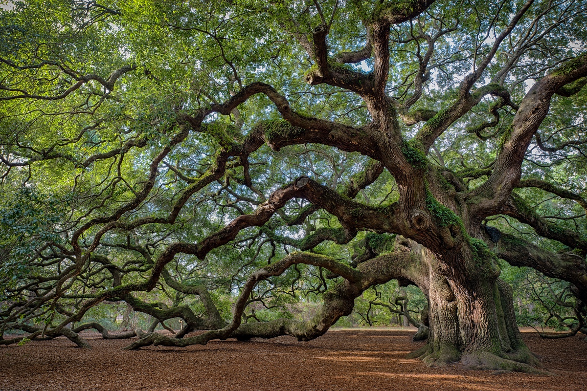 Oak Tree with Extensive Branches