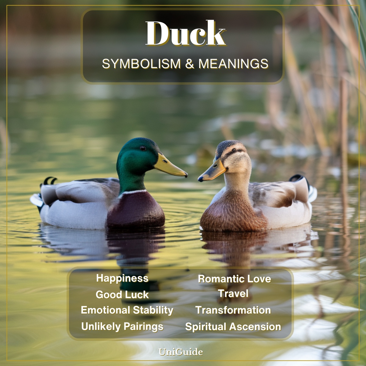 Duck Symbolism