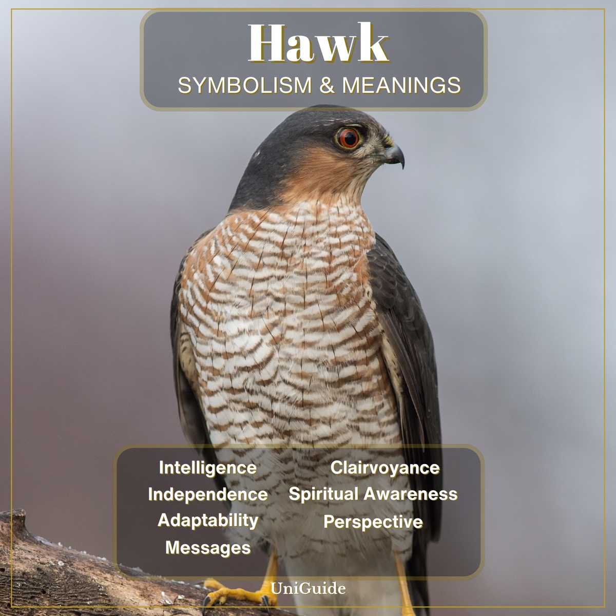 Hawk Symbolism